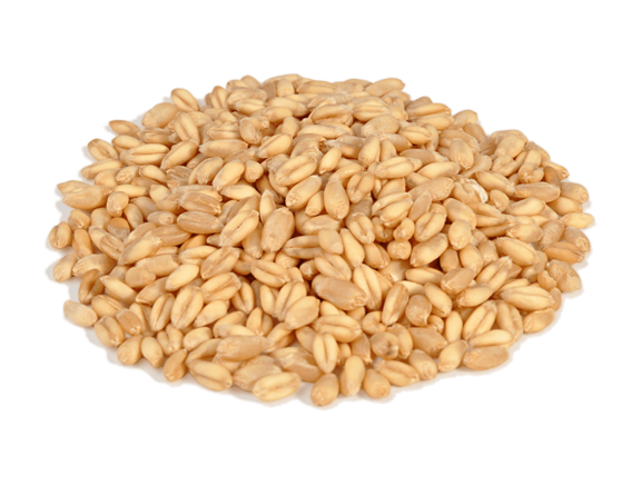 Wheat Seeds