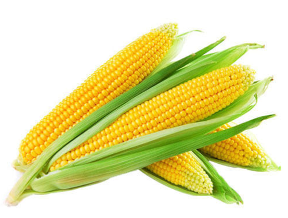 Yellow Corn